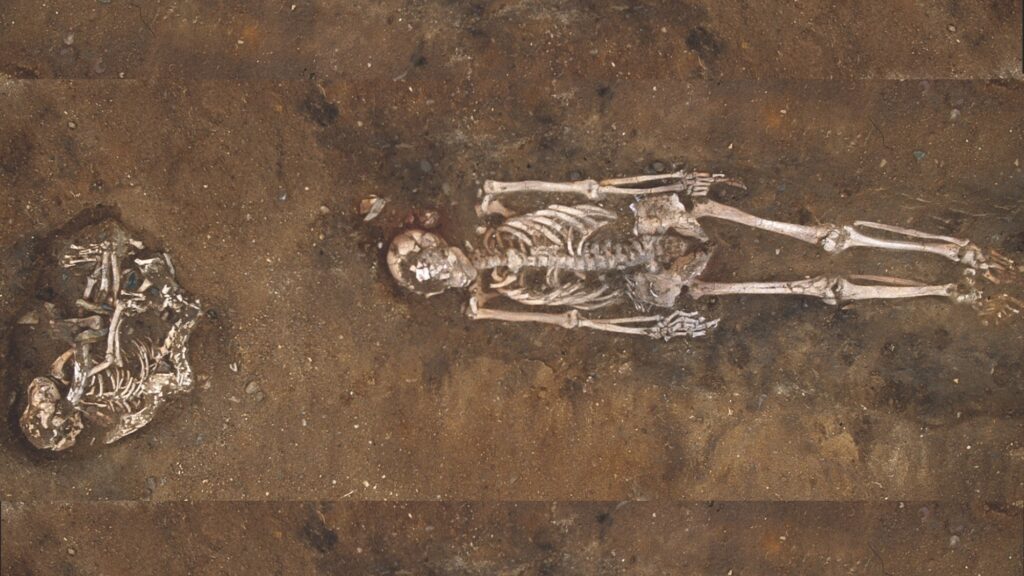 One of the dogs whose remains were found at the Skateholm site in Sweden, buried next to a human. Image source: popsci.com. Photo.