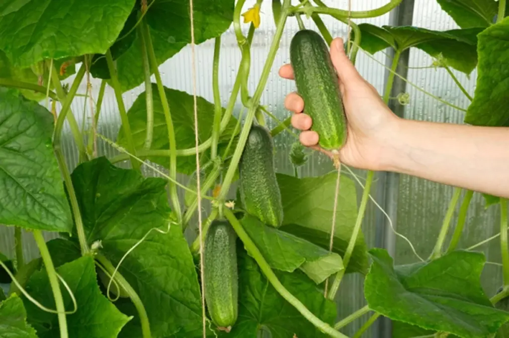 Bitterness in cucumbers is mainly concentrated in the skin and near the stem end