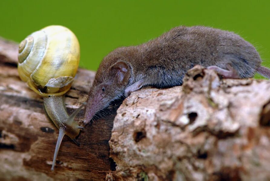 Etruscan shrew and a snail. Image source: liveinternet.ru. Photo.