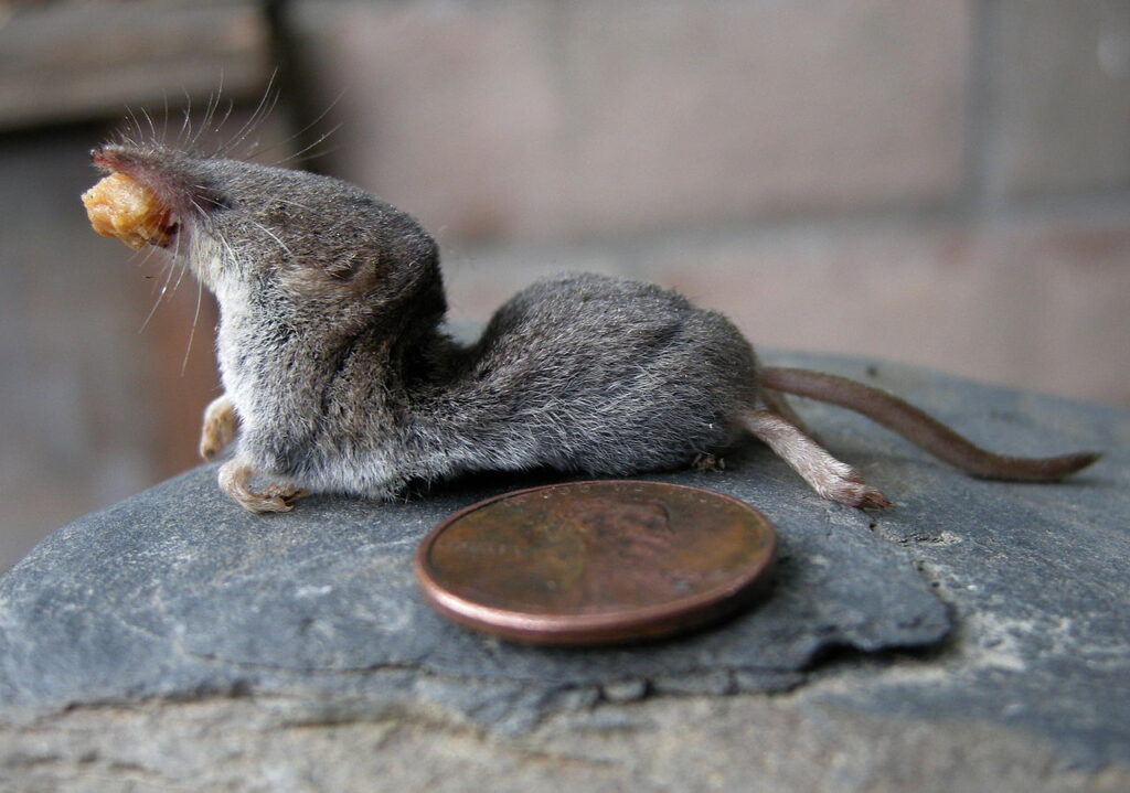 The shrew must constantly eat to stay alive. It feeds up to 25 times a day, eating more than its own weight each day. Image source: en.wikipedia.org. Photo.