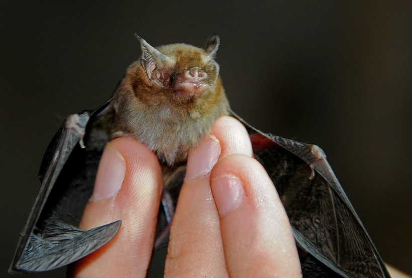 This harmless miniature bat is no more than three centimeters long, about half of your finger, and is considered a very rare species. Image source: travelask.ru. Photo.