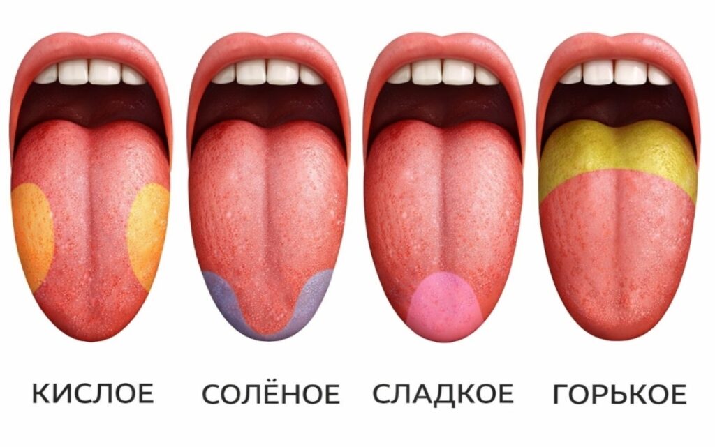 Why Tongue Taste Zones Are a Myth. This beautiful diagram is one of the most persistent misconceptions in biology. Why Tongue Taste Zones Are a Myth. This beautiful diagram is one of the most persistent misconceptions in biology. Photo.
