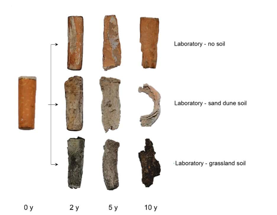 How cigarette butts decompose. Stages of cigarette filter decomposition over 10 years: the rate of decay strongly depends on soil type. Photo.