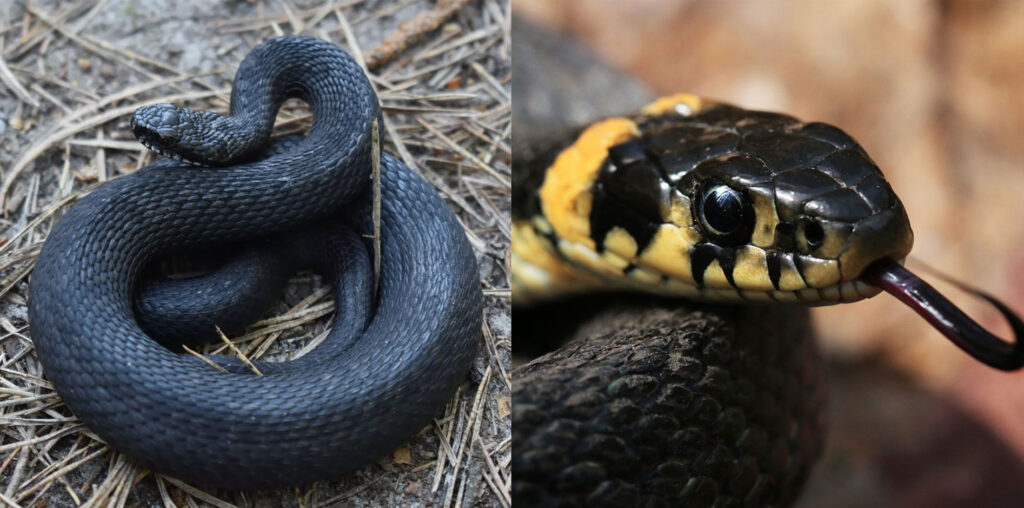 Left: viper. Right: grass snake