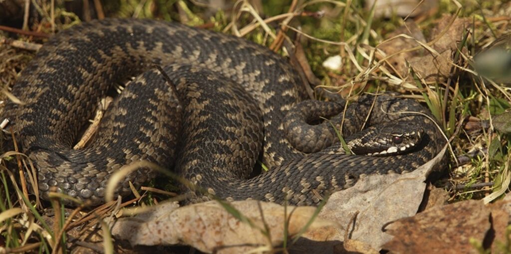 In spring, vipers wake up in Russia, and it's best to keep your distance. Image source: m24.ru