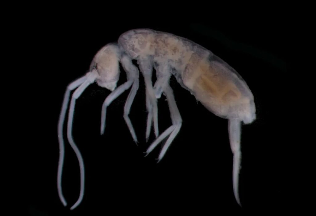 Как подземное животное живет без еды. Ногохвостка Plutomurus ortobalaganensis. Источник изображения: iflscience.com. Springtail Plutomurus ortobalaganensis. Image source: iflscience.com