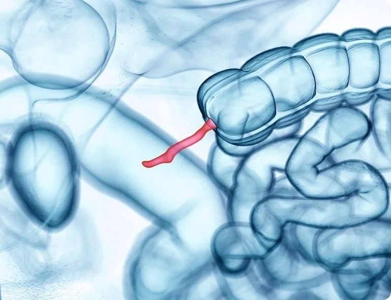 What Is the Appendix and Why Do Humans Need It. The appendix resembles a small dead-end pocket. But it is precisely in this 'dead end' that an entire colony of beneficial bacteria hides. Image source: news-medical.net. What Is the Appendix and Why Do Humans Need It. The appendix resembles a small dead-end pocket. But it is precisely in this 'dead end' that an entire colony of beneficial bacteria hides. Image source: news-medical.net. Photo.