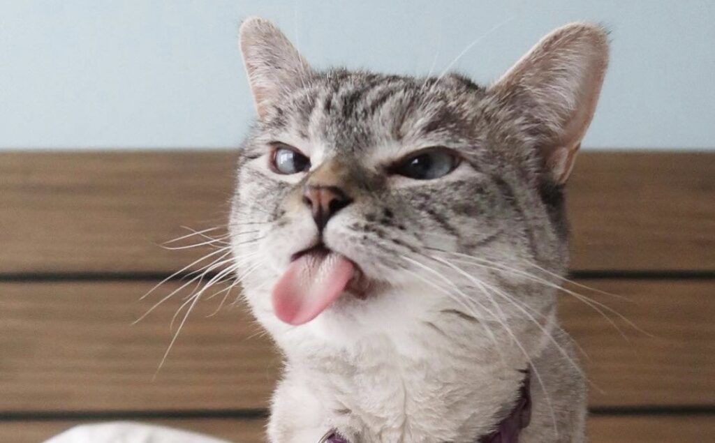 Why cats have a sandpaper-like tongue: scientific explanations that put everything in perspective. Image source: drive2.ru