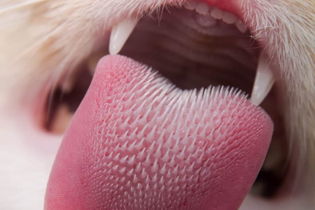 A rough tongue is not a quirk but a multifunctional tool for grooming, hunting, cooling, and caring for offspring. Image source: dishcuss.com