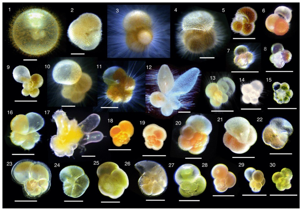 Planktonic foraminifera living near the ocean surface — natural keepers of climate information. Image source: sciencealert.com. Photo.