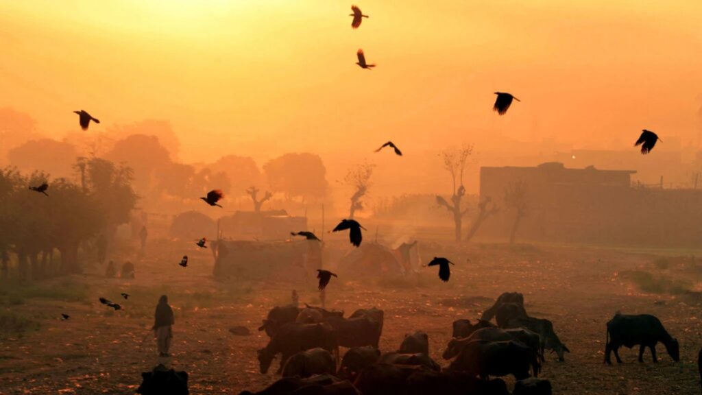 Thousands of crows over a city — a frightening sight, but perfectly explainable from a biological perspective. Photo.