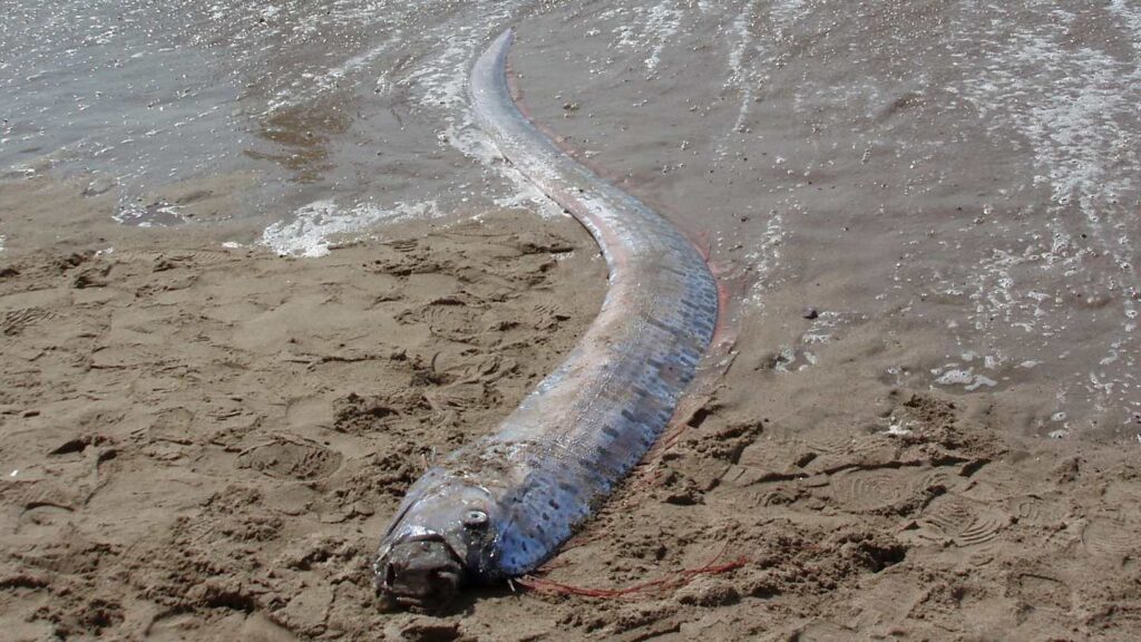 The Doomsday fish: a dead oarfish washed ashore. Photo.
