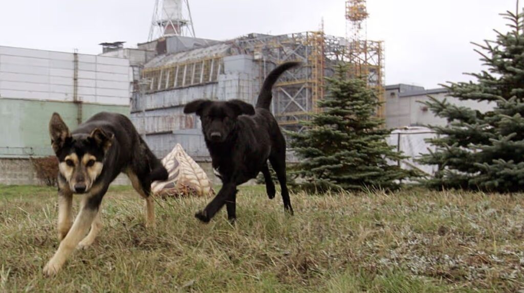Chernobyl dogs. Image source: mirror.co.uk. Photo.