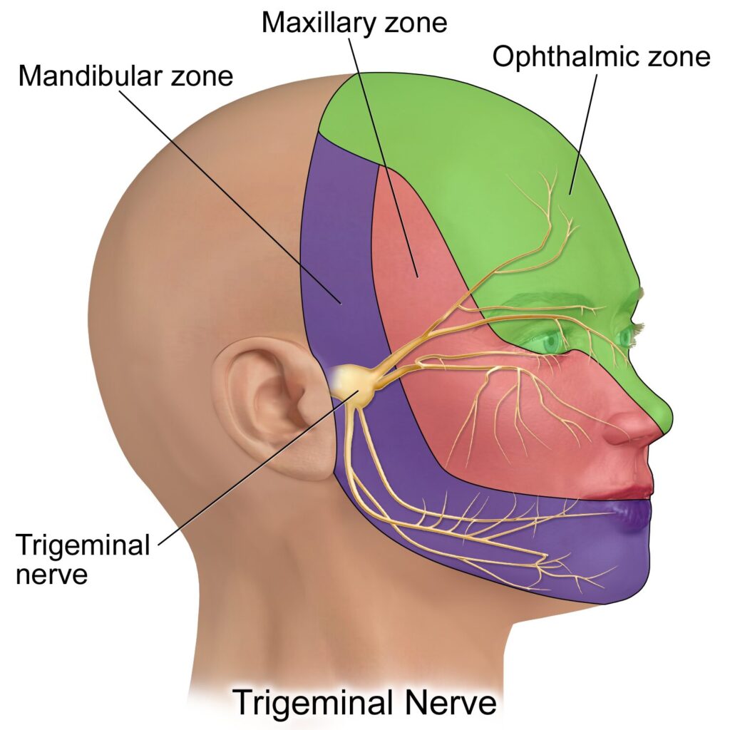 Diagram: cold affects the palate, blood vessels react, and the trigeminal nerve transmits the pain signal