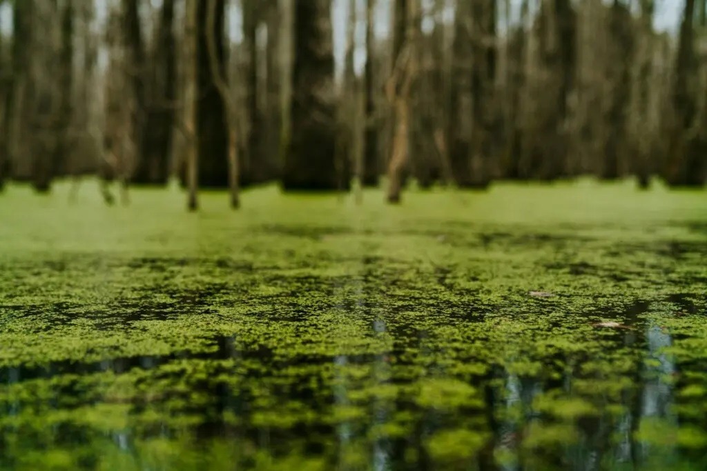 Roads built from algae withstand cold much better than traditional asphalt surfaces. Image source: zmescience.com. Photo.