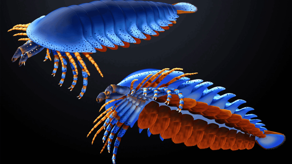 The remarkably complex anatomy of the Cambrian chelicerate Megachelicerax cousteaui. Photo.