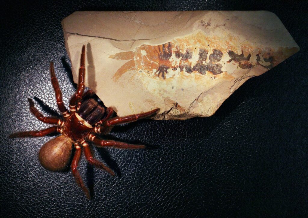 A modern spider next to a fossil. Photo.