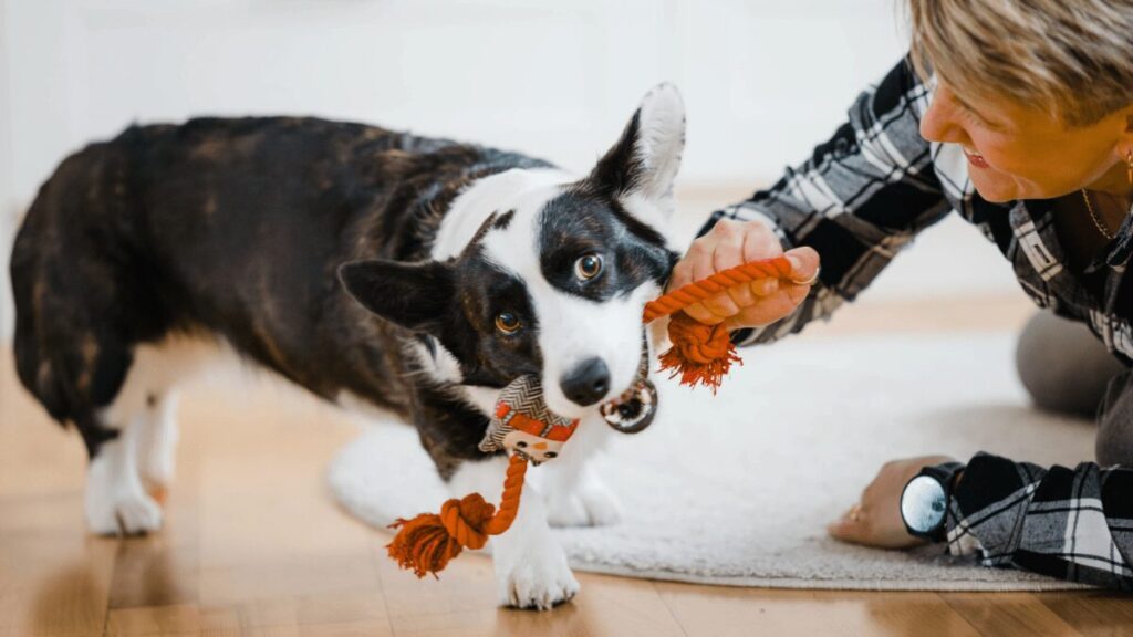 Play with your dog — it's good for both of you