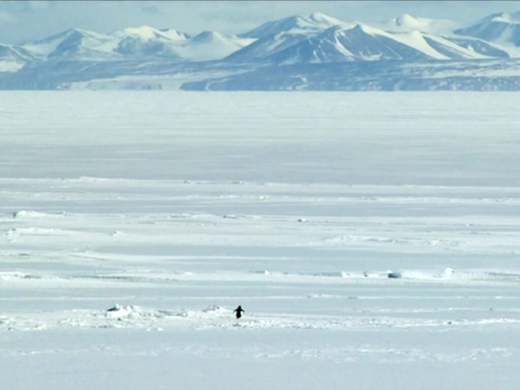 A still of that very penguin from Werner Herzog's "Encounters at the End of the World." Image source: lwlies.com