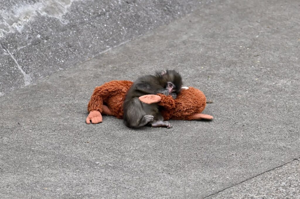 A touching photo of Punch with his plush "mom." Image source: pravmir.ru