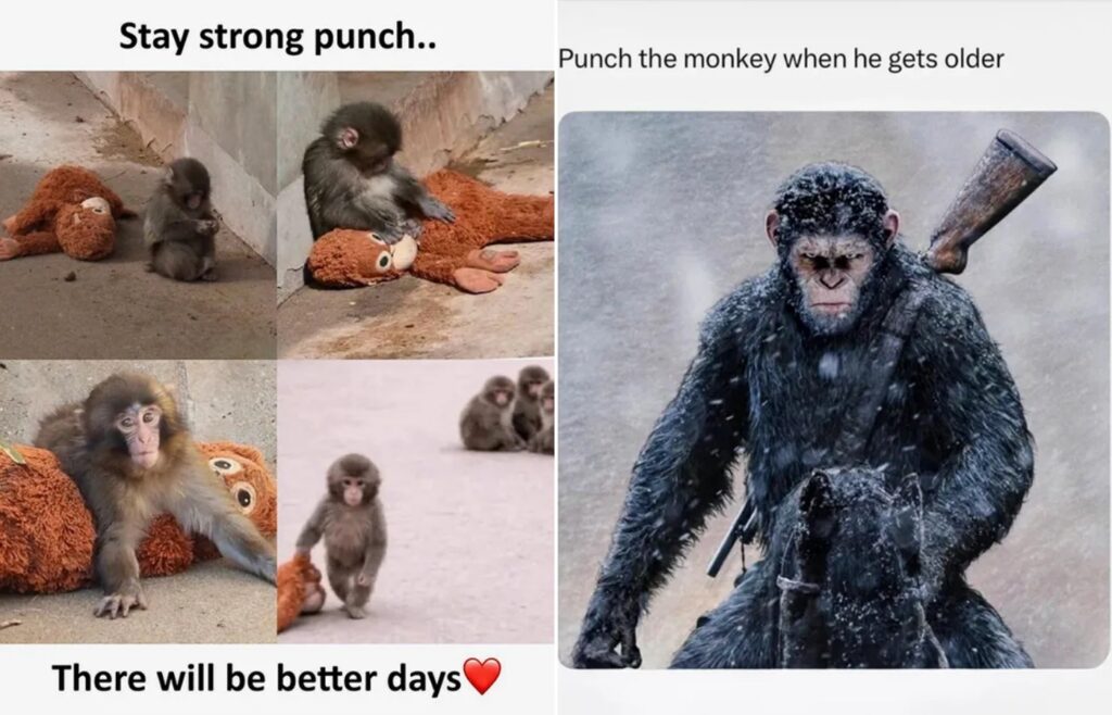 In early February 2026, Punch became famous worldwide. Photos and sad videos went viral on social media, showing the baby being ignored, pushed away, and even beaten. Image source: t-j.ru