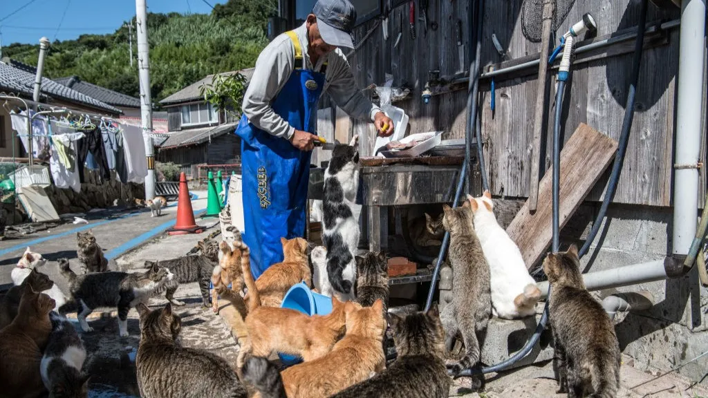 A resident of Aoshima island in Japan treats cats to freshly caught fish. Image source: livescience.com. Photo.
