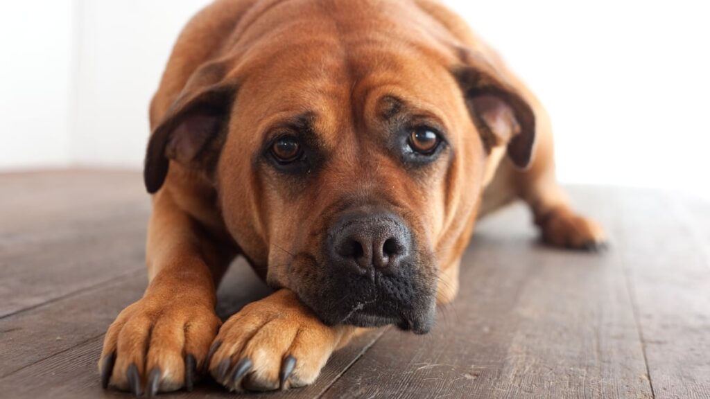 How to tell if your dog is in pain: signs we often miss