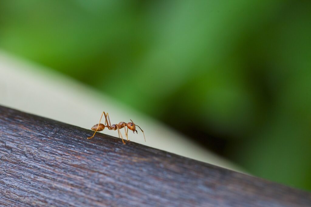Ants have a truly unique way of sleeping. Photo.