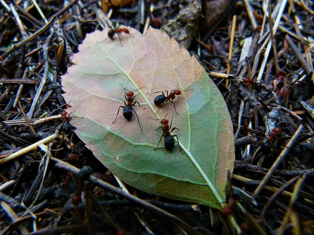 Ants often have to navigate complex mazes. Photo.