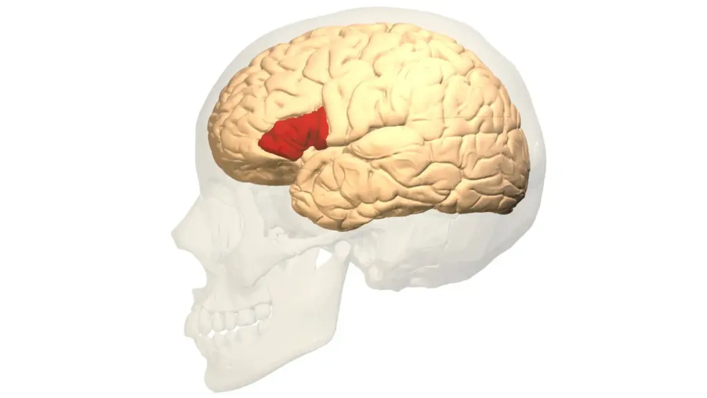 How a doctor solved the mystery of speech by dissecting a mute patient's brain — a story that changed science. Image source: livescience.com. Photo.