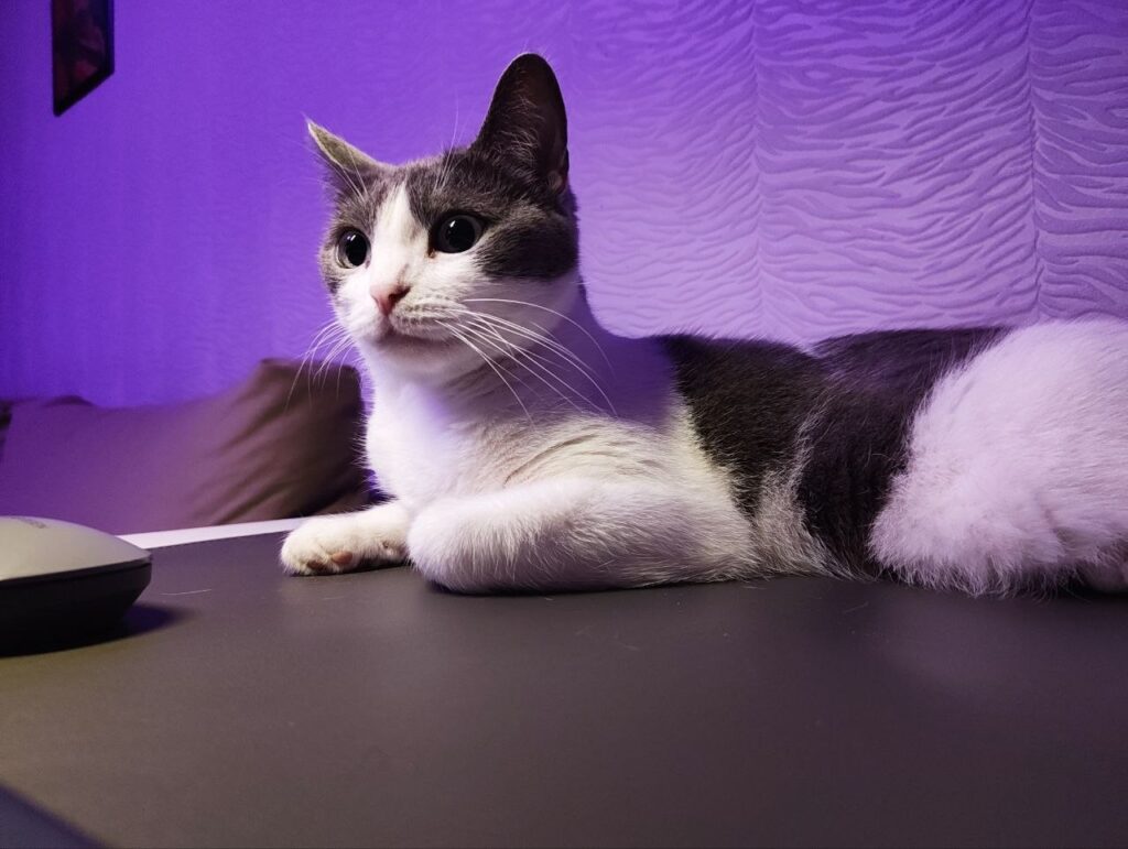 The smartphone definitely loves cats