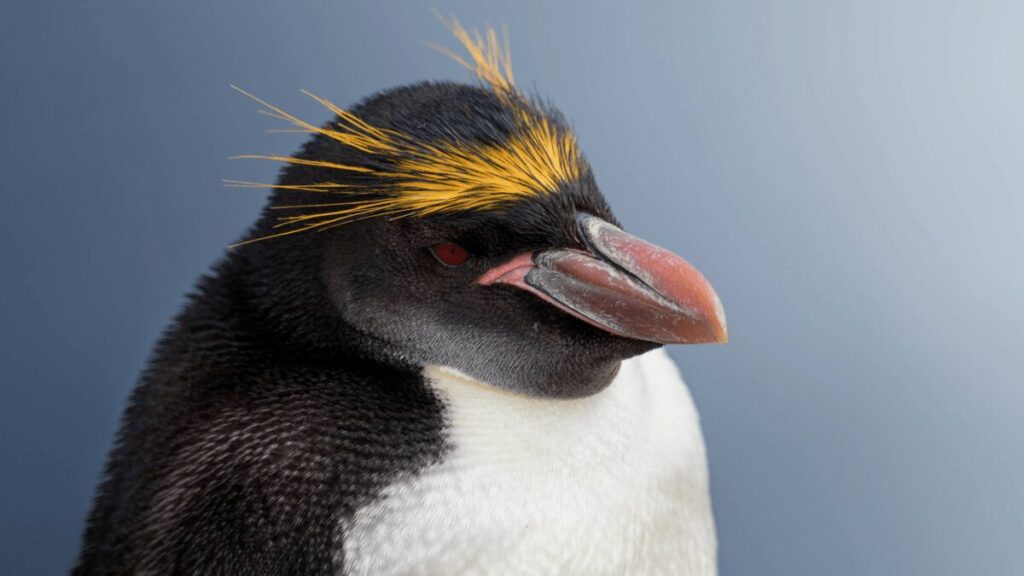 Macaroni penguins turned out to be surprisingly buff
