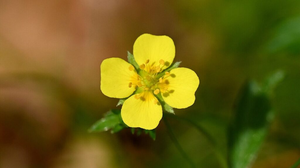 This small flower could save humanity, and that's no exaggeration. Photo.