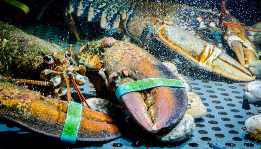 Does a lobster feel pain when it's boiled? Scientists have been investigating.