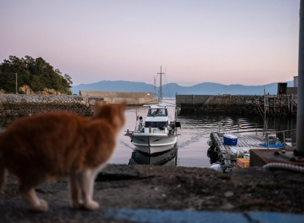 A ginger cat watches Mr. Hidenori Kamimoto return from fishing. Image source: theguardian.com. Photo.