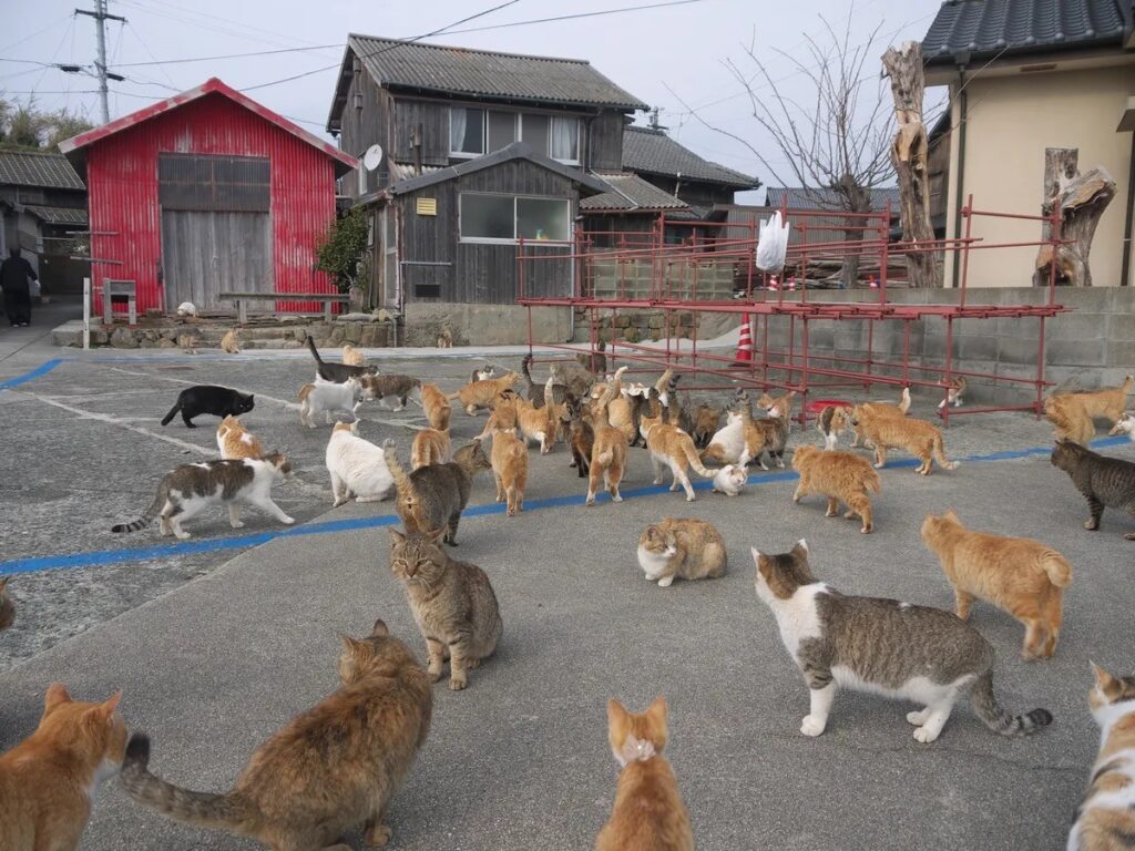 Cats on Aoshima are mostly ginger and tortoiseshell because they descended from a small population brought to the island by fishermen. Image source: livescience.com. Photo.