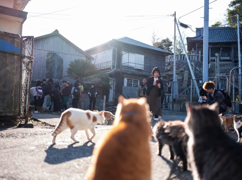 Tourists on Aoshima island arrive by ferry to see the cats. Image source: theguardian.com. Photo.
