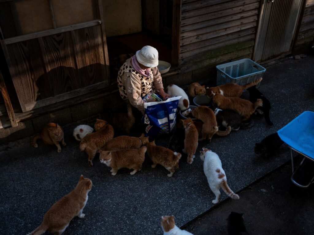 Mrs. Naoko Kamimoto feeds cats with food brought by caring people. Image source: theguardian.com. Photo.