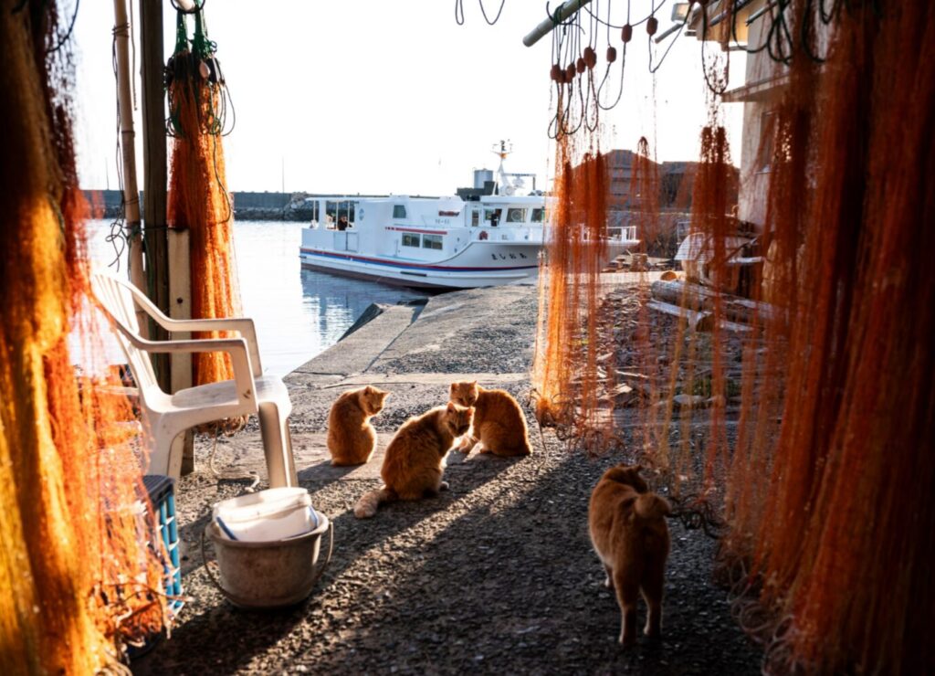 Cats bask in the sun among fishing nets. Image source: theguardian.com. Photo.