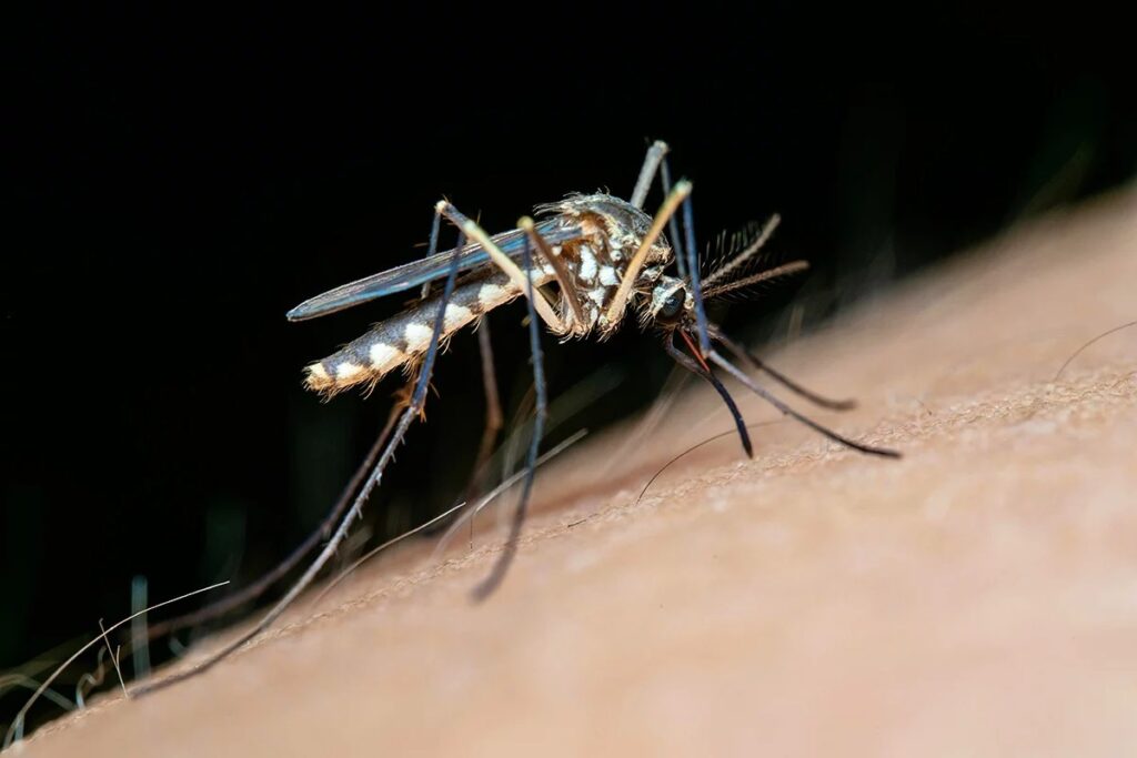 An Aedes mosquito preparing to bite a human. This species can carry numerous diseases. Image source: refractor.io. Photo.