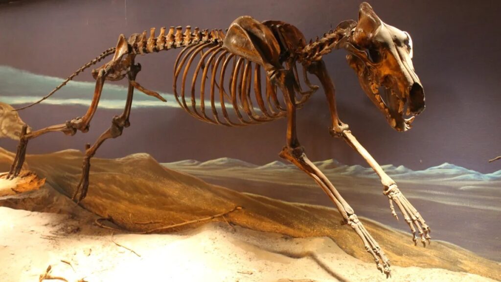Most male mammals have a penis bone, but humans don't. Why? Image source: iflscience.com. Photo.