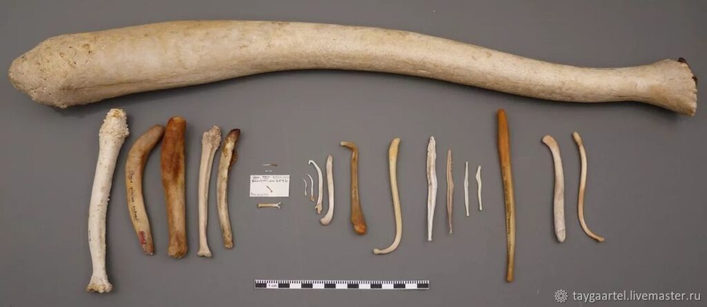 Bacula of different mammal species: from tiny to impressive. Image source: livemaster.ru. Photo.
