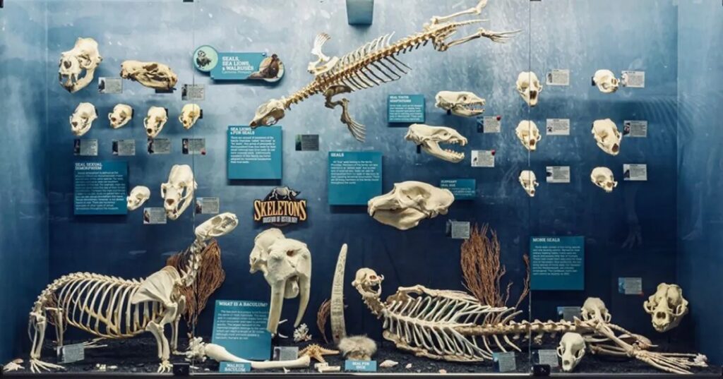 An impressive walrus baculum on display at the Museum of Osteology in Oklahoma. Image source: iflscience.com. Photo.