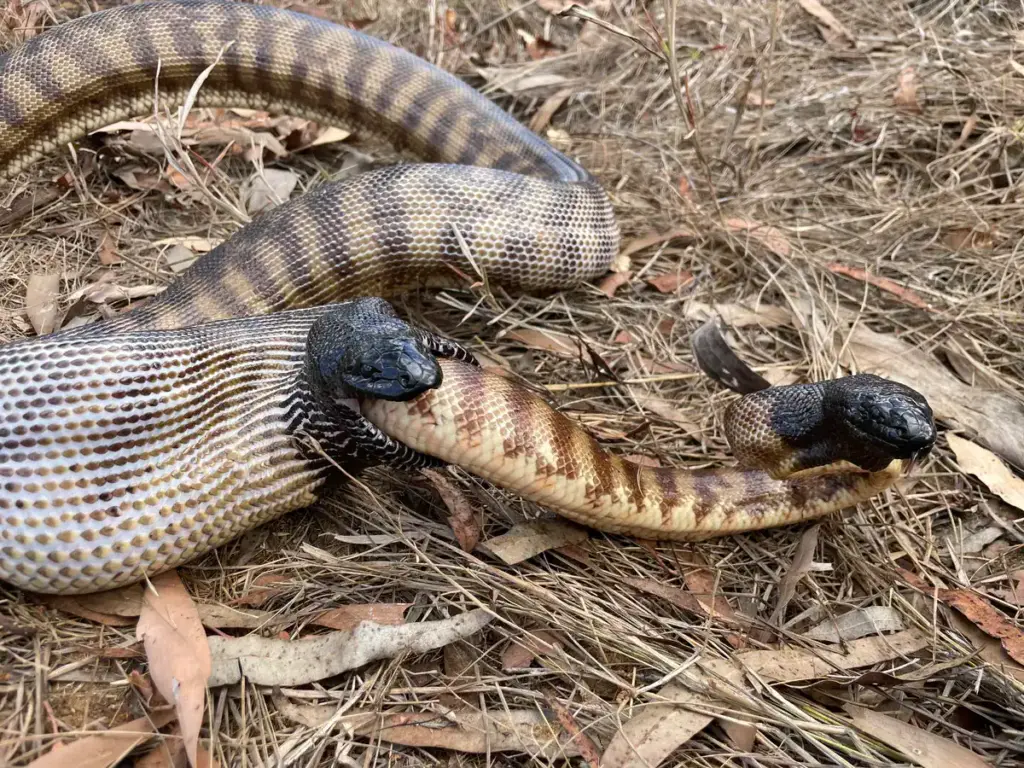 A snake eating a conspecific — a gruesome sight, but as it turns out, quite common in the reptile world. Photo.