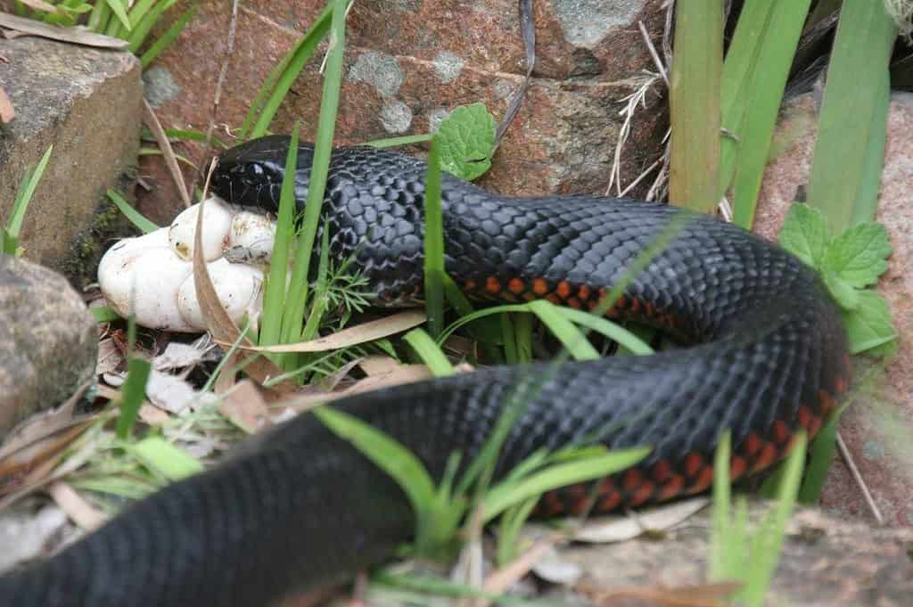 Researchers discovered numerous cases of maternal cannibalism, where females eat their own non-viable eggs or hatchlings. Photo.