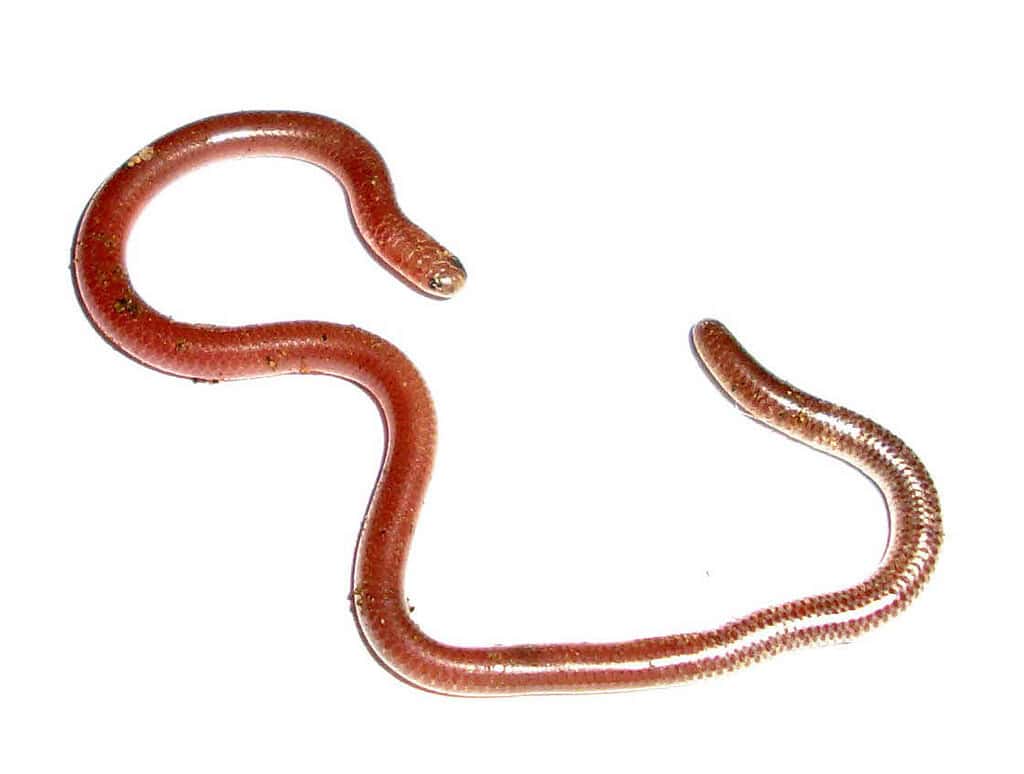 Texas blind snake. Photo.