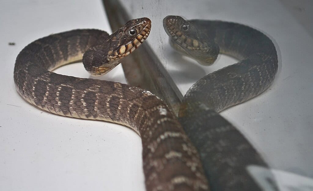 Nerodia rhombifer — a species of snake in the family Colubridae. Photo.
