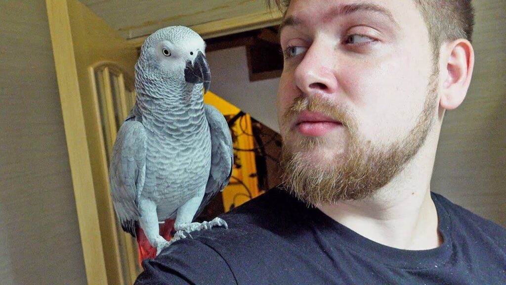 Parrots are incredibly social creatures, and names help them communicate. Image source: zookakadu.ru. Photo.
