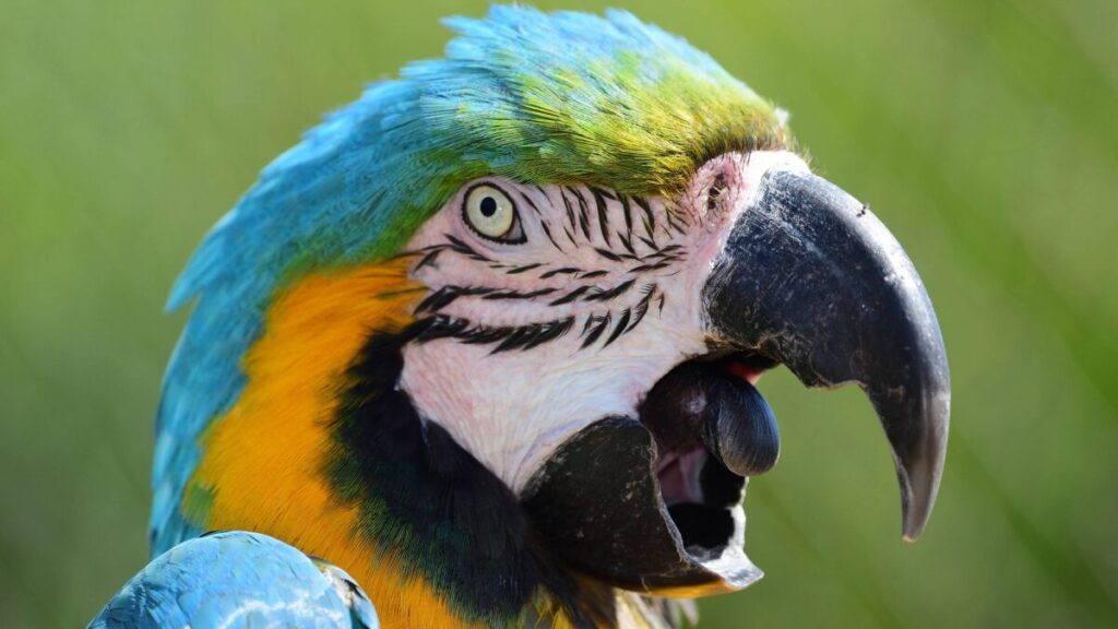 Parrots call each other by name — just like humans