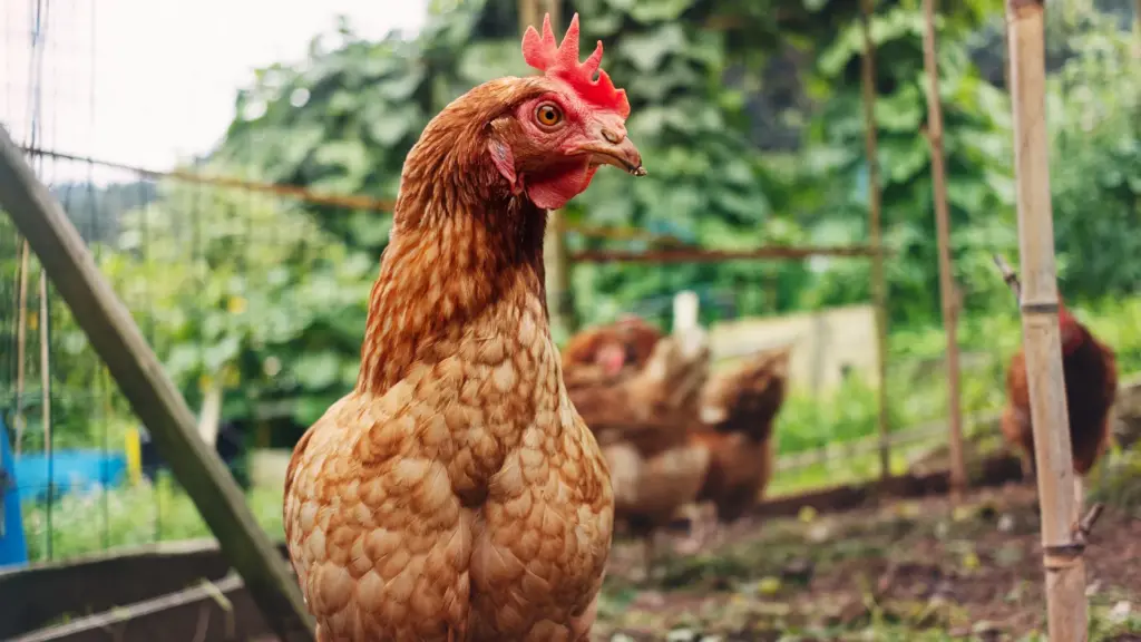 Can chickens really run without a head? Photo.